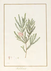 Melaleuca, einschließlich fünf Studien der Blüte